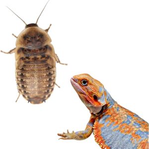 Large Dubia Roaches used for reptile feeding