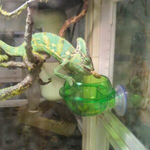 Transparent suction cup reptile feeder mounted on a glass terrarium