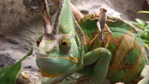 Chameleon eating insects, illustrating its diet and nutrition