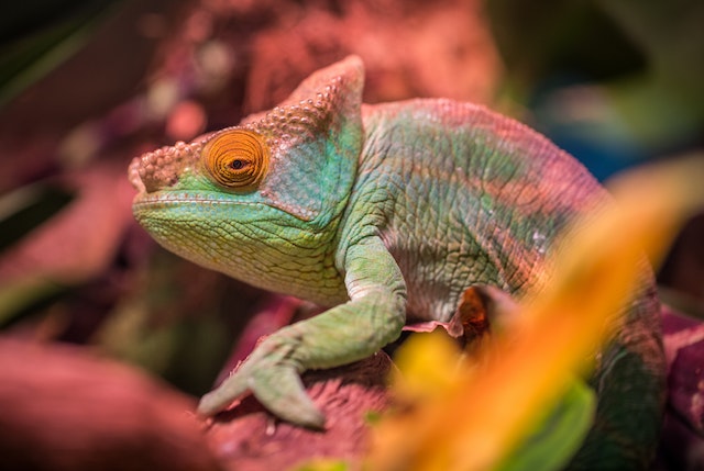 Chameleon in its natural habitat among tropical plants.