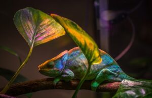 Chameleon displaying symptoms of a common illness.