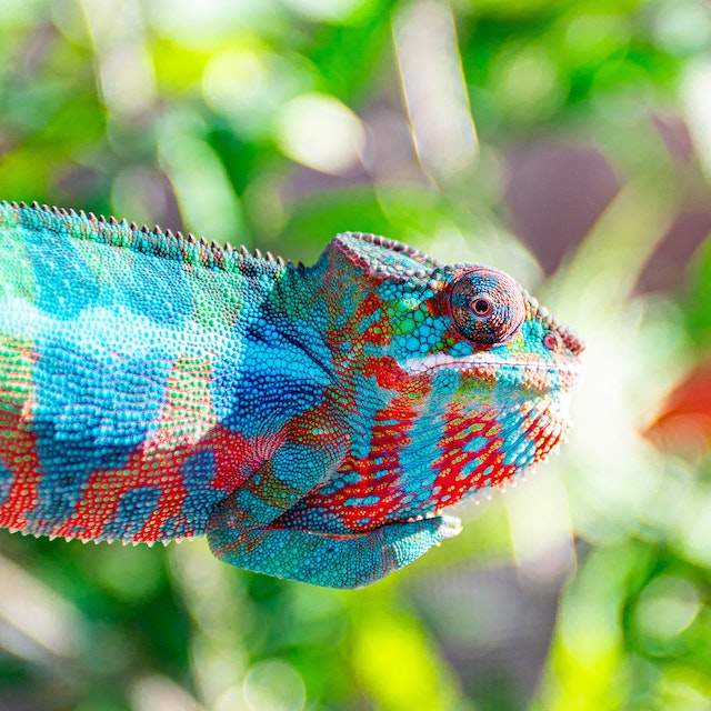 Chameleon changing color, demonstrating how chameleons change color in nature.