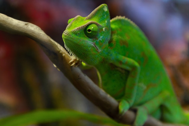 Close-up of vibrant veiled chameleons perched on a branch, displaying a spectrum of colors.